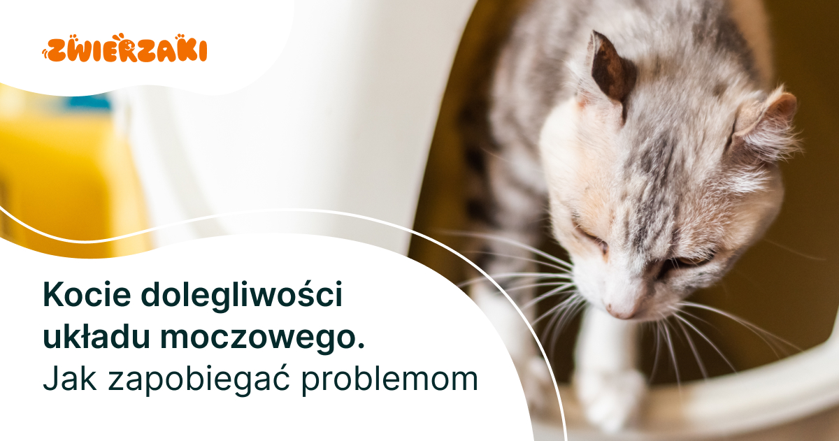 Kocie Dolegliwo Ci Uk Adu Moczowego Jak Zapobiega Problemom