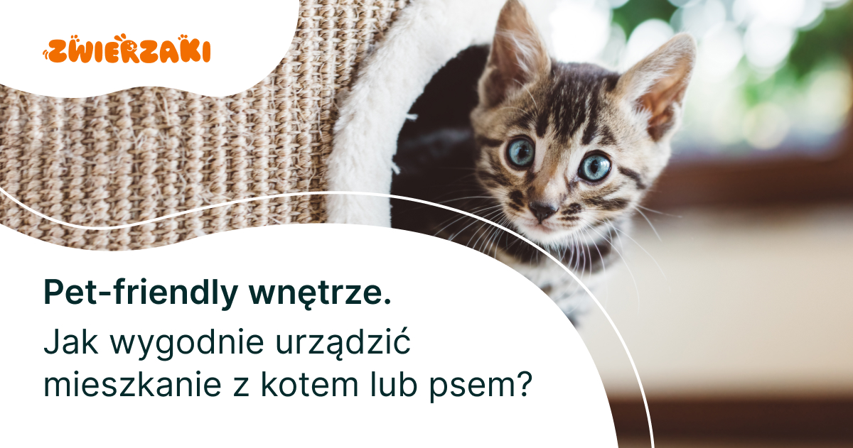 Pet-friendly wnętrze. Jak wygodnie urządzić mieszkanie z kotem lub psem? 