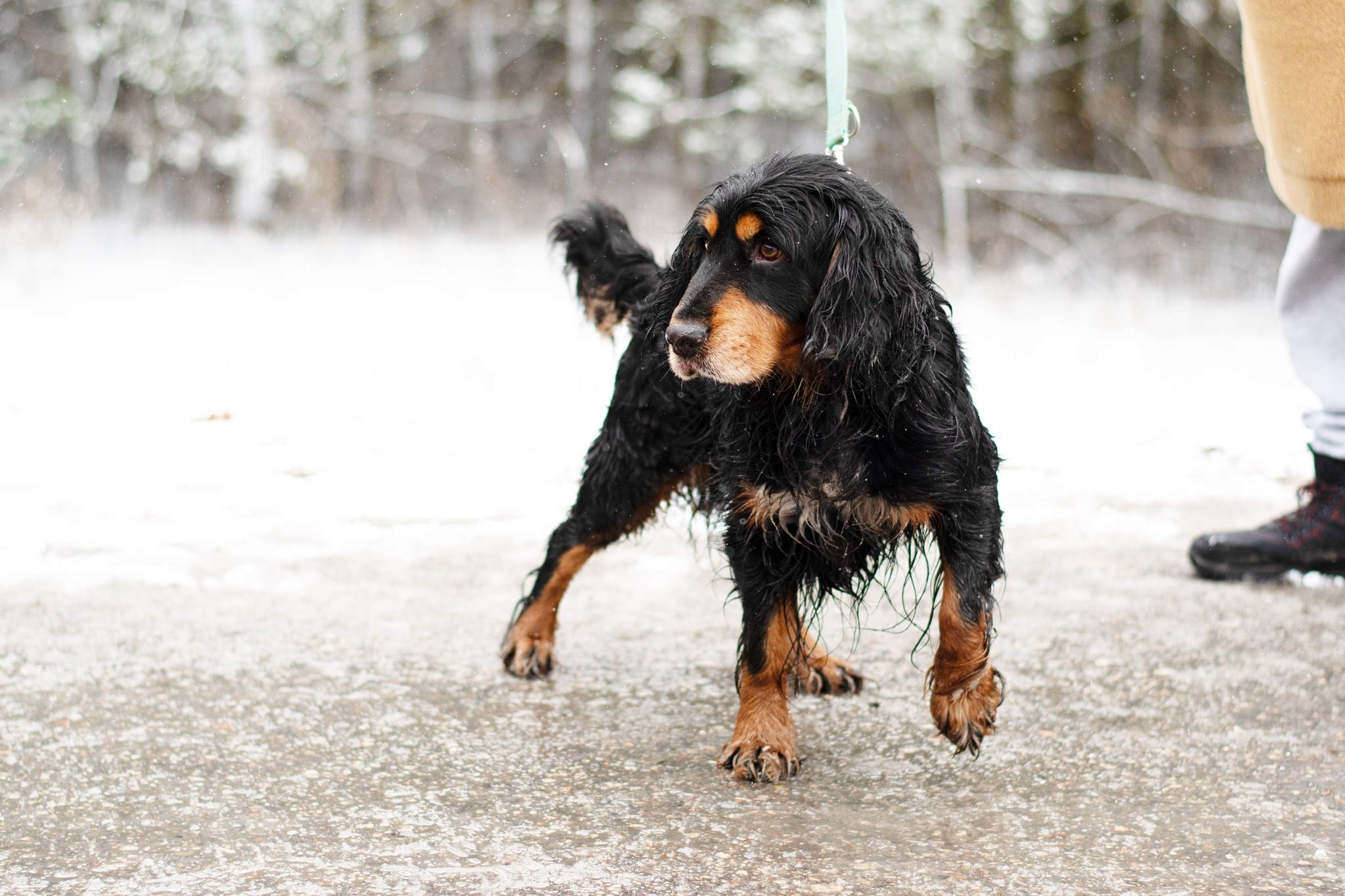 CRAIG spanielkowaty psistojniak 