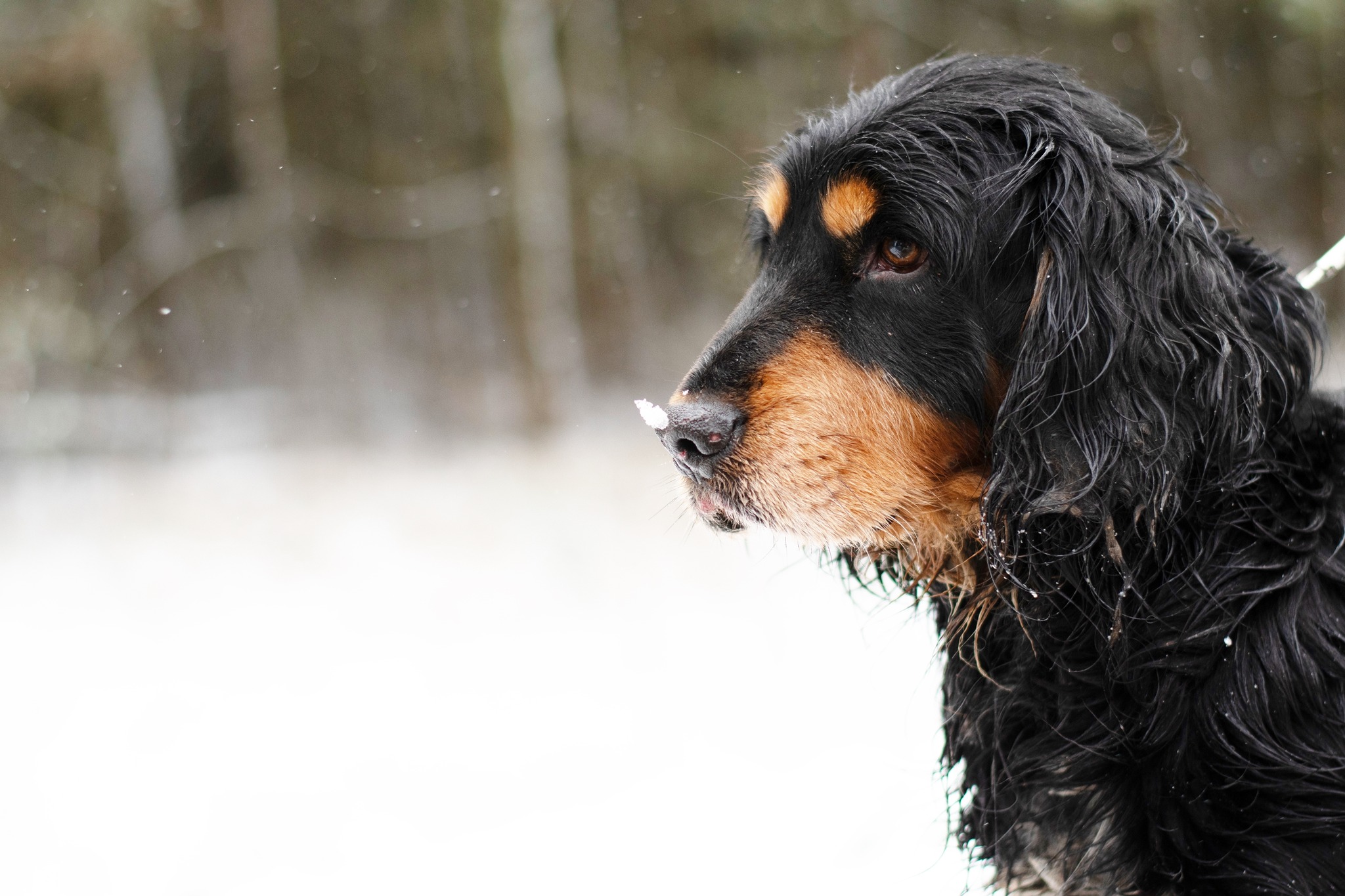 CRAIG spanielkowaty psistojniak 