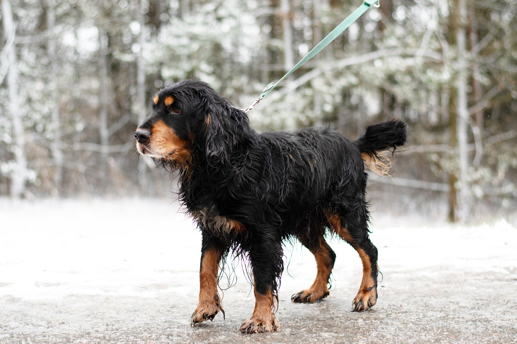 CRAIG spanielkowaty psistojniak 