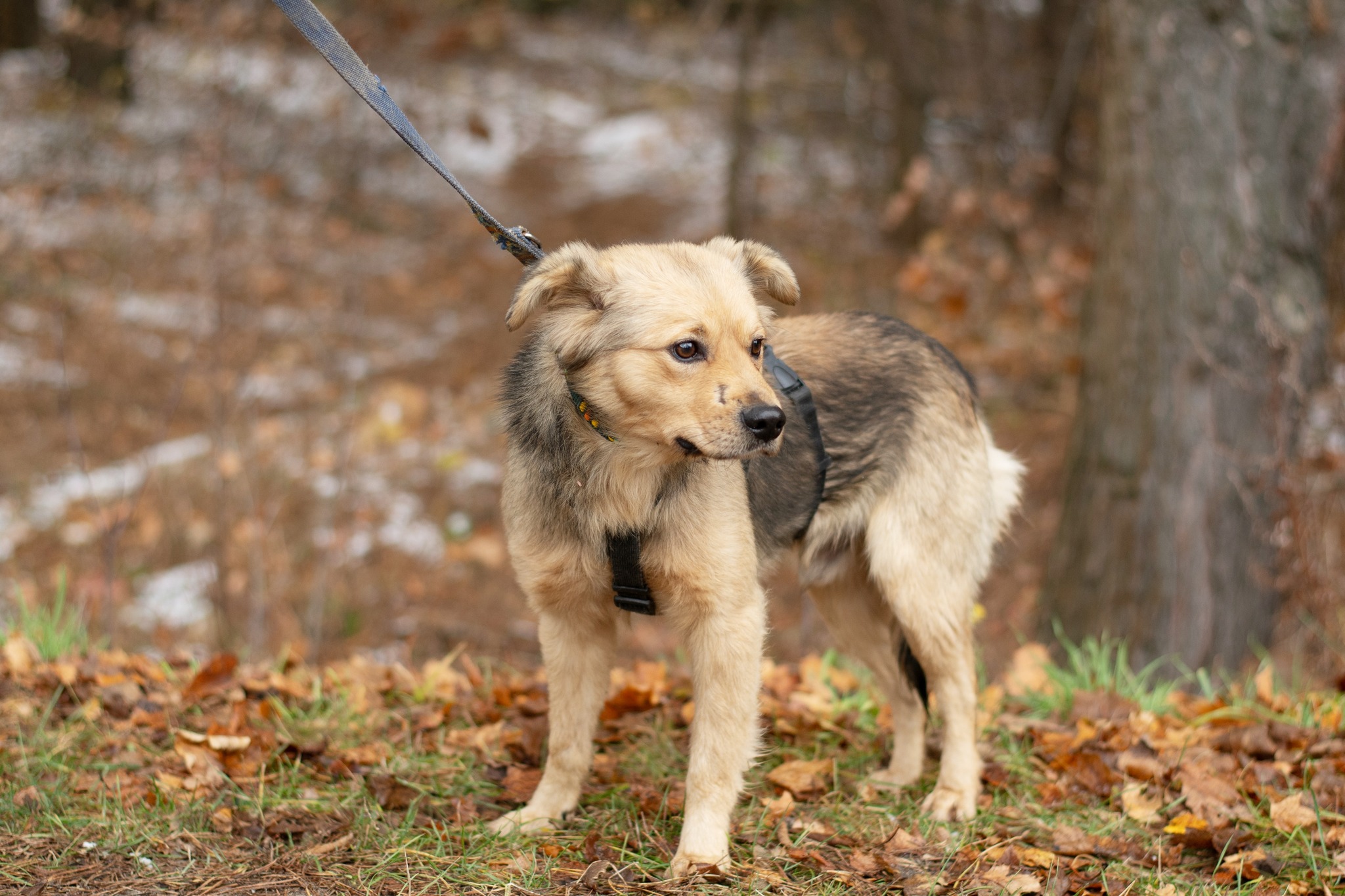 SCRAPPY delikatny młodzieniec 