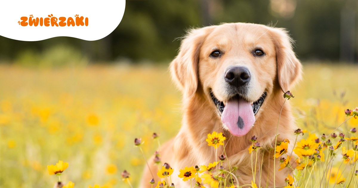 Golden retriever. Towarzysz na całe życie