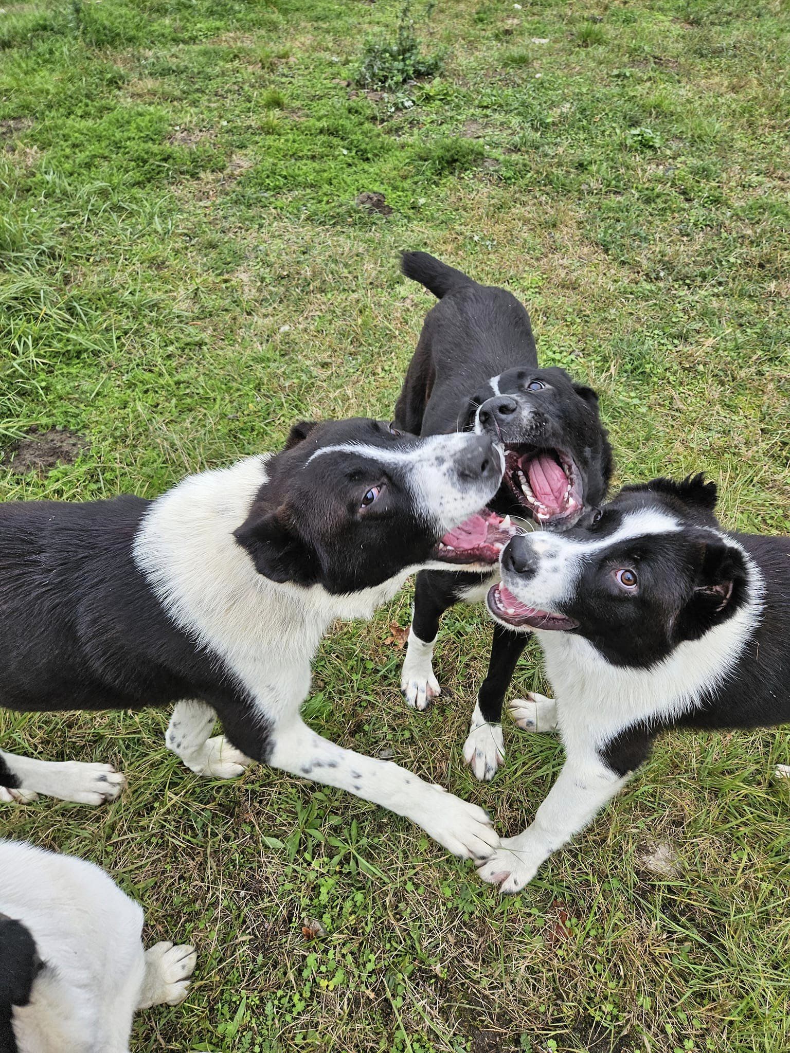 Luis, Stefan, Otto